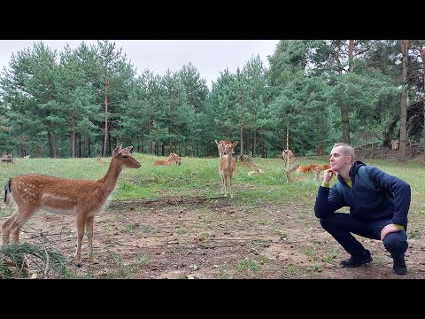 Видео: Влог: Парк Животных в Барановичах