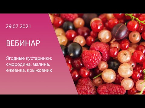 Видео: Вебинар «Сбор урожая и хранение смородины, малины, ежевики и крыжовника»