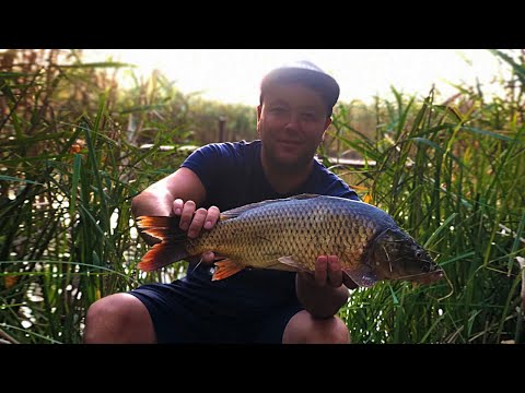 Видео: Ловля коропа на поплавок з берега. Рибалка в Черкасах.