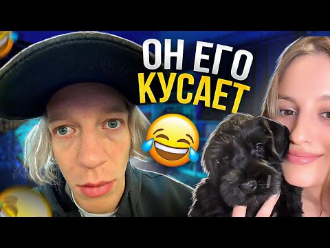 Видео: КАЯ РАССКАЗЫВАЕТ о новом ЩЕНКЕ с ПАРАДЕЕВИЧЕМ