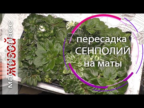 Видео: Пересадка сенполий на маты или верхний полив. Живой мастер-класс