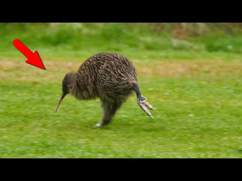Видео: Эти птицы не умеют летать, но им это и не надо... Самые прикольные нелетающие птицы