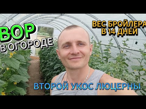 Видео: Вор на участке.Второй укос люцерны.Вес бройлера в 14 дней.Мульчируем растения.