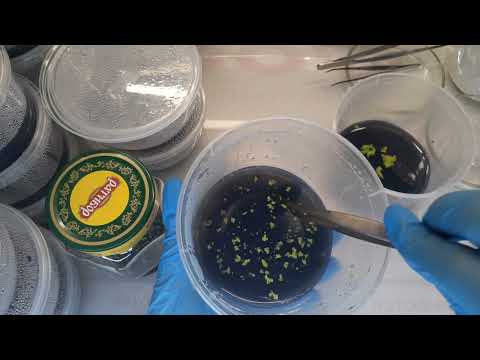 Видео: Пересадка Семян Протокормов  Орхидей , взошли густо делаем  РЕЖЕ чем раньше тем лучше
