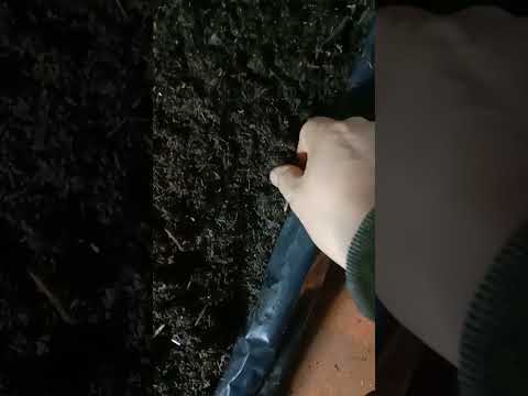 Видео: Как я меняю субстрат на стеллажах.