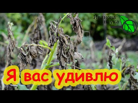 Видео: ОЗДОРОВЛЕНИЕ УЧАСТКА ПОСЛЕ ФИТОФТОРЫ. Не слушайте никого - ничего не надо сыпать! Вот что поможет.