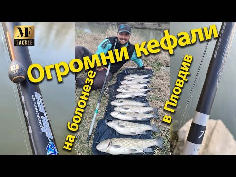 Видео: Риболов с болонезе на огромни кефали в гр.Пловдив