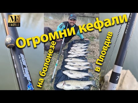 Видео: Риболов с болонезе на огромни кефали в гр.Пловдив