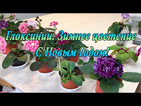 Видео: Глоксинии. Новогоднее цветение. Новые результаты!