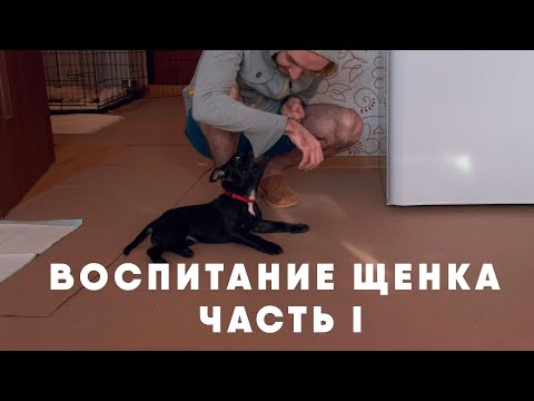 Видео: Воспитание щенка. Часть I