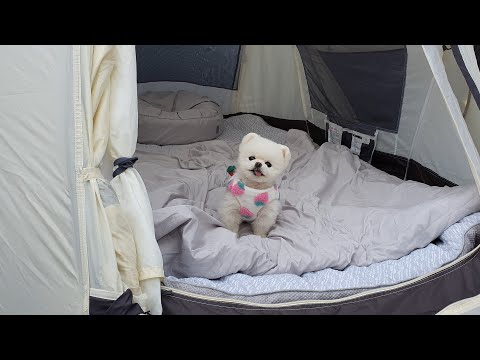 Видео: Кемпинг с собаками