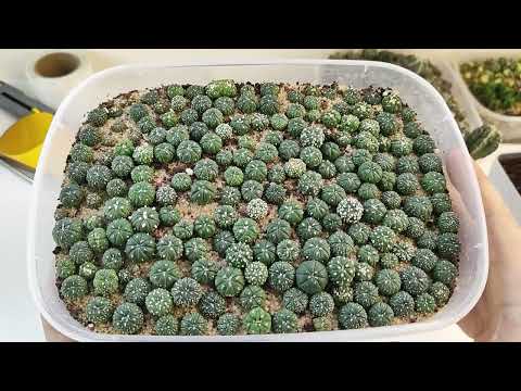 Видео: Пикировка астрофитумов