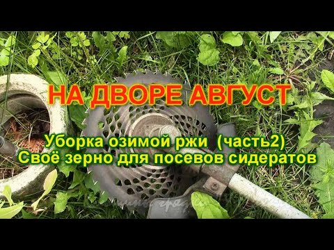 Видео: На дворе Август.  Уборка озимой ржи.  Зерно для посевов.