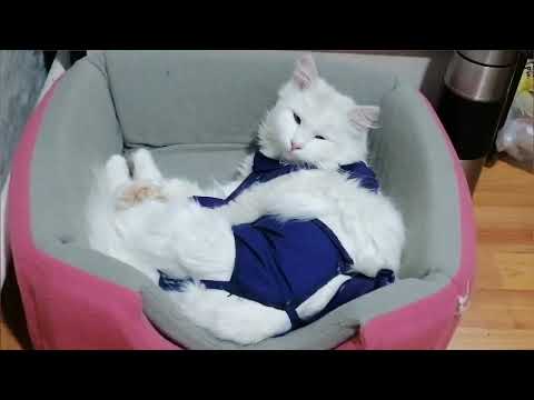 Видео: Беременая соба уже не дается в руки. Утро с Васей до ЧП. Марта спасена! Боцик норм - ищет дом.