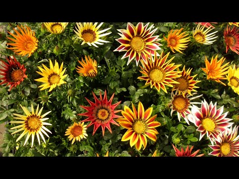 Видео: Газания. Посев.