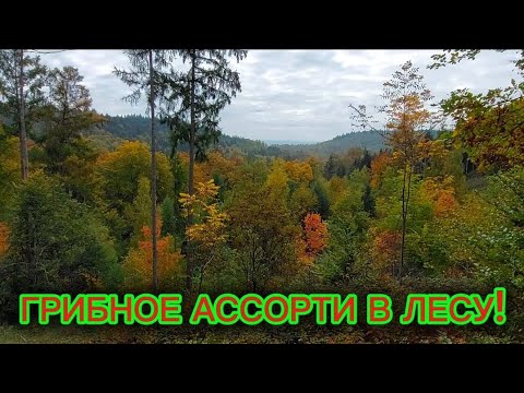 Видео: Грибное ассорти в лесу.