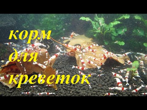 Видео: Мои корма для креветок. Аквариумные креветки.Кормление креветок. Чем кормить креветок в аквариуме.