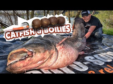 Видео: Ловля сома на бойлы. Невероятная рыбалка на сома весной!