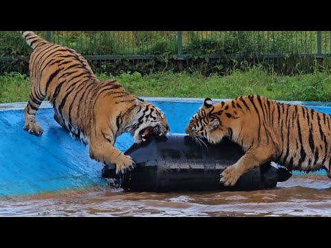 Видео: НЕПОТОПЛЯЕМАЯ или как Тигры Психовали на новую Игрушку 3 Часа!
