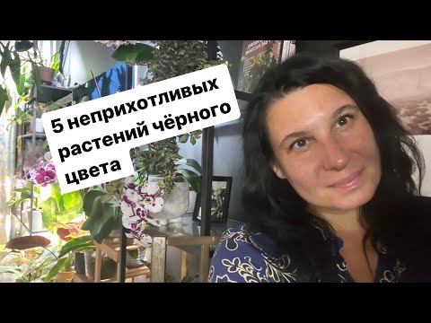 Видео: Пять неприхотливых комнатных растений черного цвета