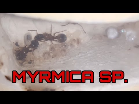 Видео: Развитие многоматочной колонии myrmica sp.