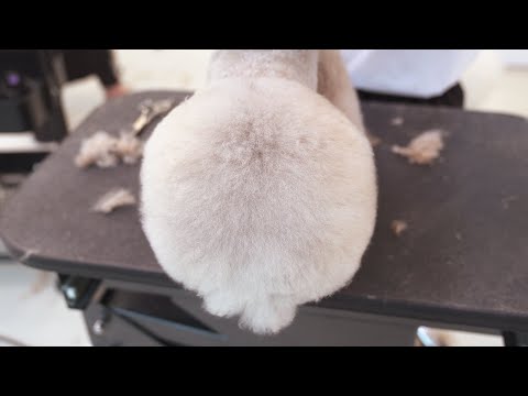 Видео: Лицо? Бедра?
