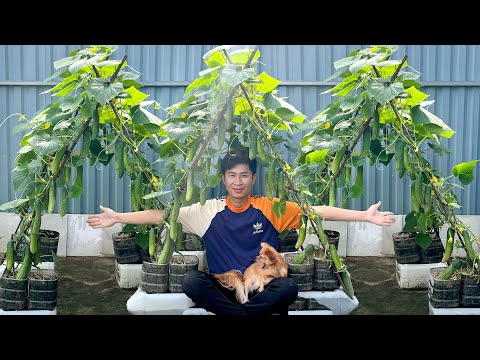 Видео: Нет огорода, нет полива — жалею, что не узнала об этом огурце раньше!