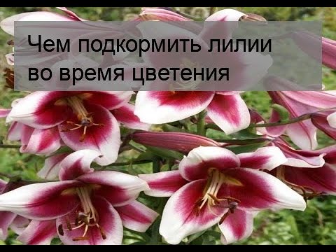 Видео: Чем подкормить лилии во время цветения