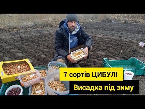 Видео: Висадка Цибулі під ЗИМУ.