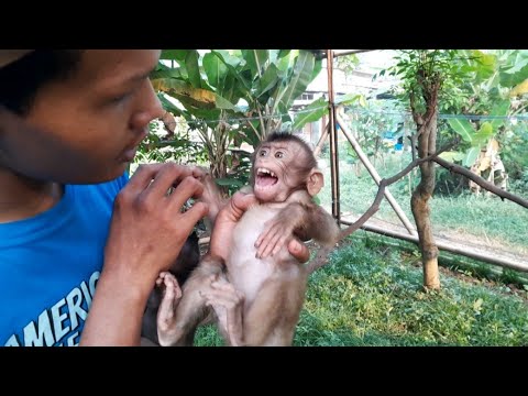 Видео: НАСТОЯЩИЙ ХАРАКТЕР НАСТОЯЩЕЙ ДИКОЙ ОБЕЗЬЯНЫ