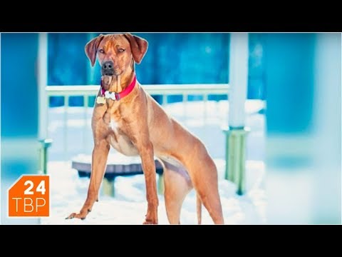 Видео: Охотник на львов родезийский риджбек | Элита | ТВР24 | Сергиев Посад