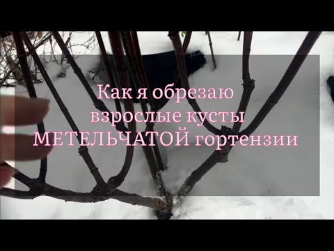 Видео: Как я обрезаю взрослые кусты  метельчатой гортензии 🌿🌿🌿