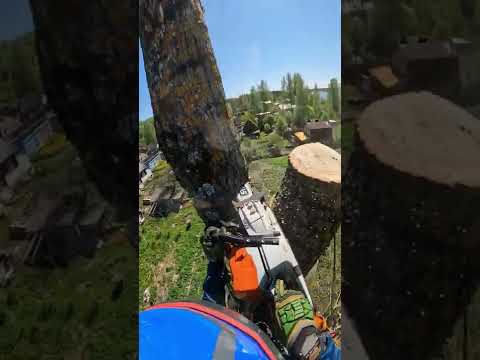 Видео: Спил большого тополя частями без завешивания