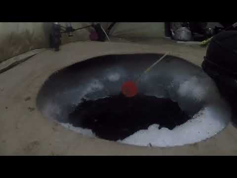 Видео: Трудовой Рипус для новогоднего пирога! Озеро Инголь!