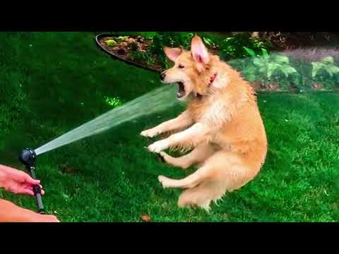 Видео: Смешни клипове (Част 13) 😂 Компилация със забавни животни 🐶 Смешни котки и кучета