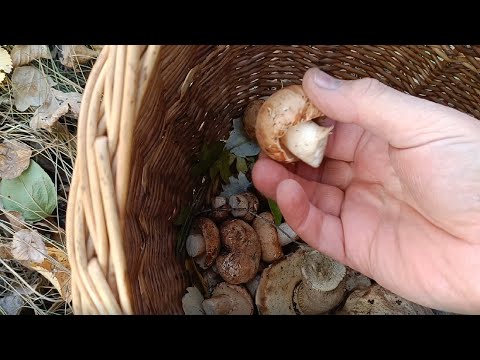 Видео: нашли первые подтопольники и встретили кабанчиков.