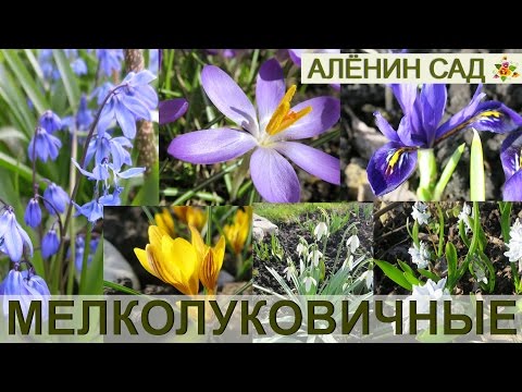Видео: Самые первые цветы! / ВСЁ о мелколуковичных / Крокусы, мускари, сцилла, пушкиния, иридодиктиумы