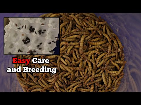 Видео: Уход и разведение мучных червей