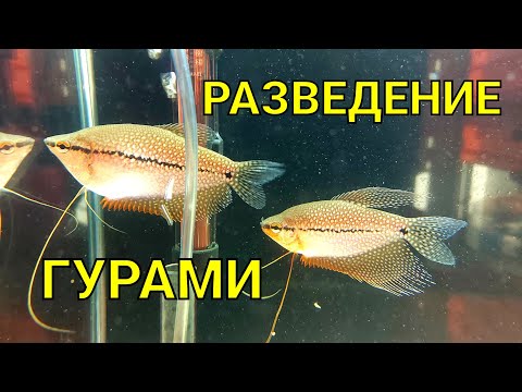 Видео: Разведение жемчужных гурами, для начинающих.