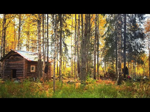 Видео: ЖИЗНЬ В ТАЙГЕ | СТРОЙКА ЛЕСНОЙ ИЗБЫ | ЧАСТЬ 1 | МЕДВЕДЬ РАЗВОРОТИЛ СХРОН