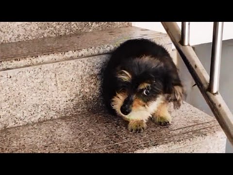 Видео: Бездомный щенок подошел к моей двери, но был слишком напуган, чтобы поднять глаза