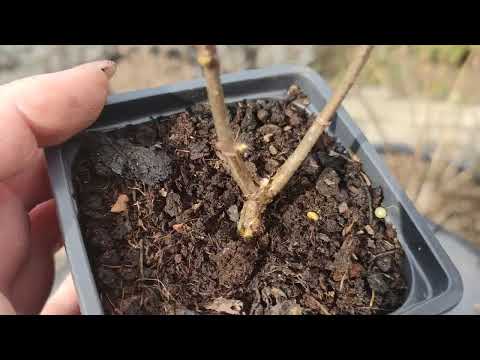 Видео: Обрезаю САЖЕНЦЫ МЕТЕЛЬЧАТОЙ ГОРТЕНЗИИ с лопнувшей корой 🌿