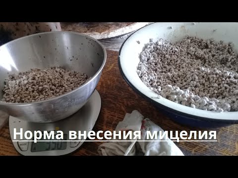 Видео: Норма внесения мицелия