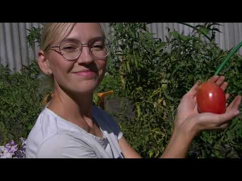 Видео: На даче в августе.Собираем урожаи!