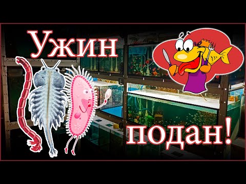 Видео: вечернее кормление домашней аквариумной разводни