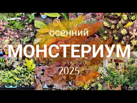 Видео: Осенний МОНСТЕРИУМ 2025🍂/Обзор всех участников.