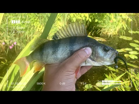 Видео: Лимитированный слаг для микроджига