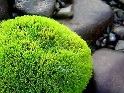 Видео: Оссора - малая Родина