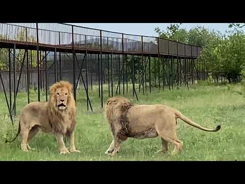 Видео: Выпуск ВЗРОСЛЫХ ЛЬВОВ в САВАННУ 2020 !!!