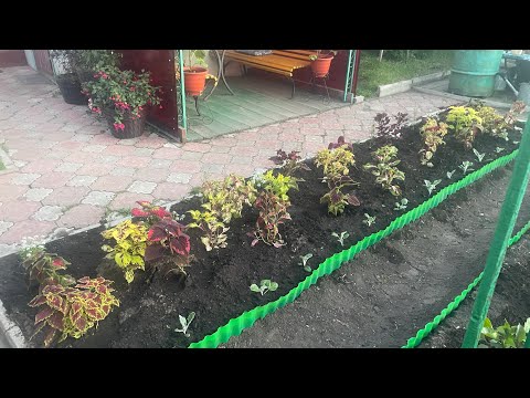 Видео: В последнюю очередь высадила Колеусы в открытый грунт. Небольшой обзор цветов на участке.